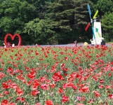 개막 앞둔 원주 용수골 꽃양귀비 축제장
