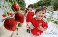 딸기 체험학습하는 어린이들