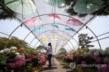 장성 꽃길축제장의 수국터널