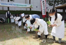 도심 속 전통 손모내기 재연