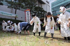 도심 속 전통 손모내기 재연