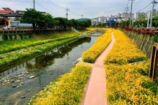 [픽! 제천] 진노랑 금계국 뒤덮인 하소천