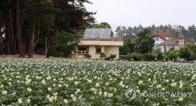강릉은 지금 감자꽃 필 무렵