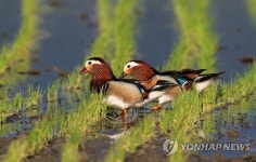 원앙의 놀이터가 된 경포 들녘