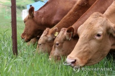 싱싱한 풀 뜯는 한우들