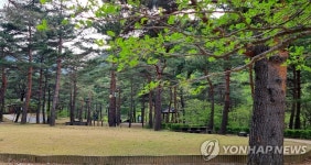 작은 결혼식·다도…강릉 솔향수목원 체험 행사 인기