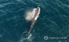 동해바다 향고래