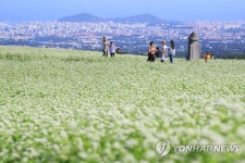 [다시! 제주문화] (37)메밀은 강원 봉평?…최대 생산지는 제주