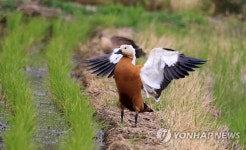 귀향길을 잃었니? 황오리의 날갯짓