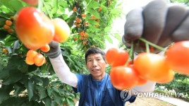 함양산 체리 수확해요
