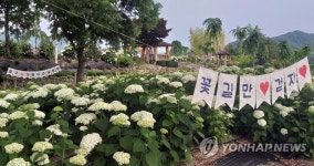 공주 유구색동수국정원서 수국 활짝
