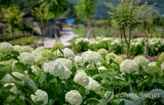 공주 유구색동수국정원서 수국 활짝