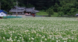 감자꽃 필 무렵