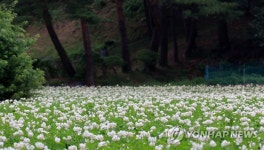 강릉은 감자꽃 세상