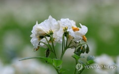 빗물 머금은 감자꽃
