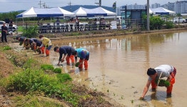 진주농민, 통일 쌀 손 모내기…대북 적대 정책 철회하라