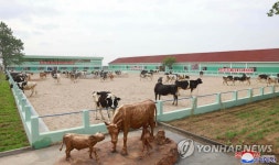 북한, 함경남도 흥상군 젖소목장 건설