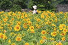 제주 항몽유적지 해바라기 활짝