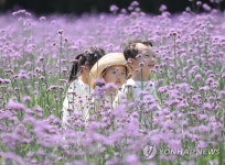 상림공원에 활짝 핀 버들마편초