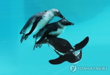 시원한 물속으로 풍덩