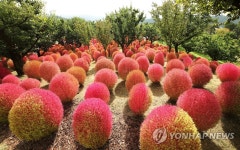 예산 덕산온천단지 생활환경숲에 댑싸리원 조성