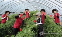 농활 나온 대학생들의 꽈리고추 수확작업