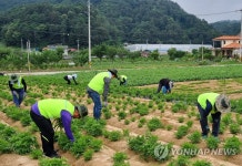 강원농협 봉사대, 평창서 일손 돕기 펼쳐