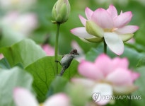 연꽃단지가 제일 좋아