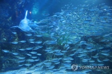 새 식구 전갱이 맞이한 코엑스아쿠아리움