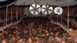 양계장 내 더운 공기 빼내는 환풍기