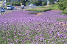 '보라보라'한 제주의 여름