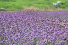 보라보라한 제주의 여름