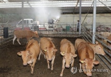 무더위 속 축사