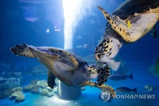 롯데월드 아쿠아리움, 초복 맞이 해양 동물들에게 특식 제공