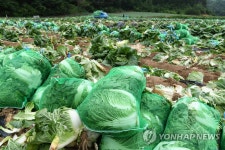 평창 진부면서 여름 金배추 출하