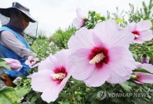 나라꽃 무궁화 활짝