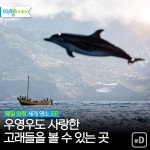 [여행honey] 우영우도 사랑한 고래들을 볼 수 있는 곳
