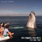 [여행honey] 우영우도 사랑한 고래들을 볼 수 있는 곳