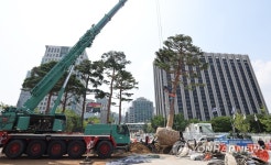 재개장 앞둔 광화문 광장에 소나무 식재