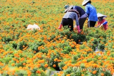 제주 매리골드 꽃 수확