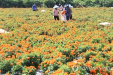 제주 매리골드 꽃 수확