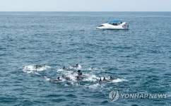 서귀포 앞바다 누비는 남방큰돌고래 무리