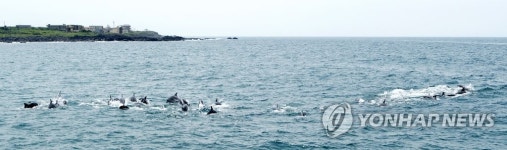 서귀포 앞바다 누비는 남방큰돌고래 무리
