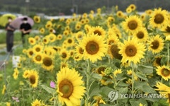장수 천변에 해바라기 활짝