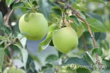 경북 사과연구소서 열린 여름 사과 썸머킹