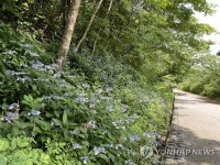 야생화 천국 지리산국립공원 노고단