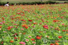 백일홍꽃 만개한 항몽유적지