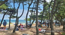 피서는 해변보다 송림