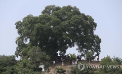 이상한 변호사 우영우 실제 팽나무