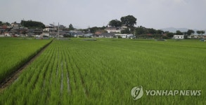 창원에 있는 우영우 팽나무